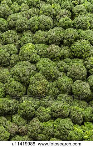 Stock Photography - Stack of broccoli. Fotosearch