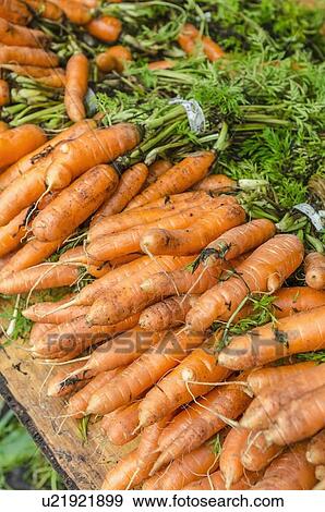 Stock Photo - Stack of carrots . Fotosearch