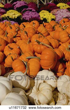 Stack of pumpkins View Large Photo Image Stock Image - Stack of pumpkins. Fotosearch