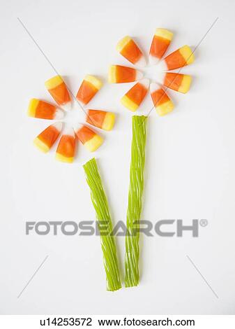 Studio Shot of candy corn imitating flowers View Large Photo Image Stock Image - Studio Shot of candy corn imitating flowers. Fotosearch