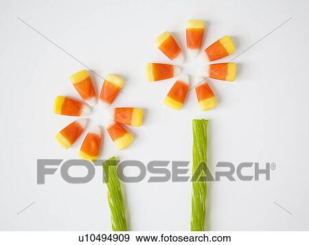 Stock Photo - Studio Shot of candy corn imitating flowers. Fotosearch