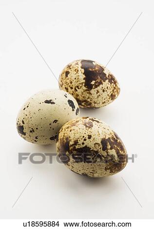 Picture - Studio shot of quail eggs. Fotosearch