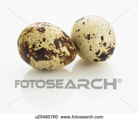 Studio shot of quail eggs View Large Photo Image Stock Image - Studio shot of quail eggs. Fotosearch