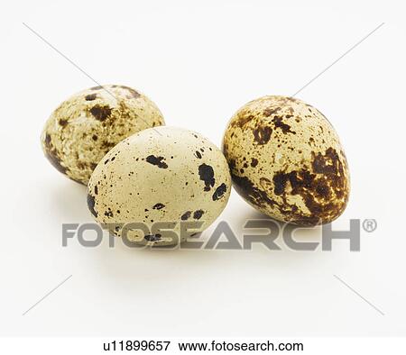 Studio shot of quail eggs View Large Photo Image Stock Photo - Studio shot of quail eggs. Fotosearch