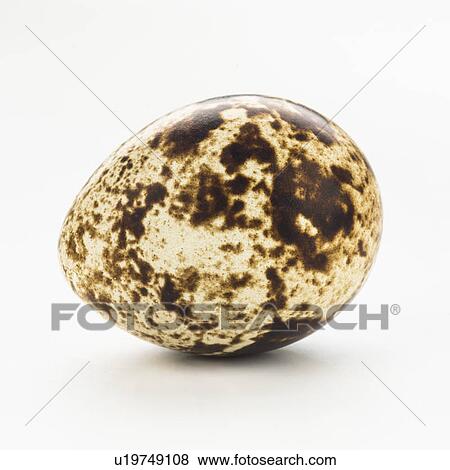 Studio shot of quail eggs View Large Photo Image Stock Photo - Studio shot of quail eggs. Fotosearch