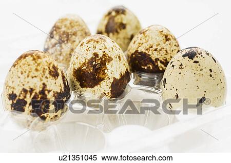 Stock Photography - Studio shot of quail eggs. Fotosearch