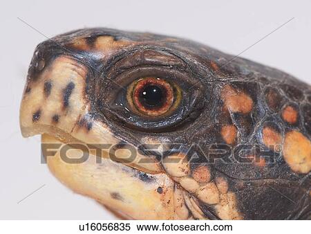Studio shot of turtle head View Large Photo Image Stock Photography - Studio shot of turtle head. Fotosearch