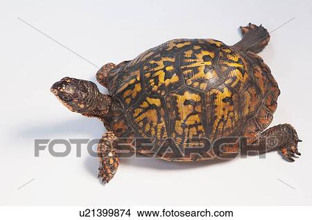 Picture - Studio shot of turtle. Fotosearch