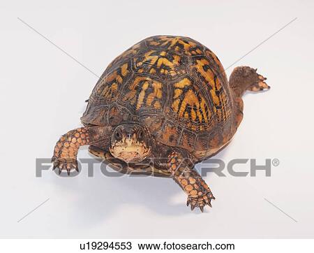 Stock Image - Studio shot of turtle. Fotosearch