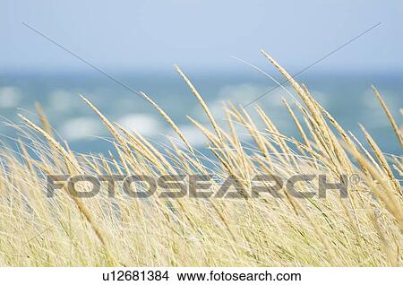 Picture - Tall grass with sea in background. Fotosearch