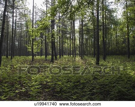 View of forest View Large Photo Image Stock Image - View of forest. Fotosearch