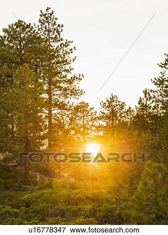 View of Sunrise View Large Photo Image Stock Photo - View of Sunrise. Fotosearch