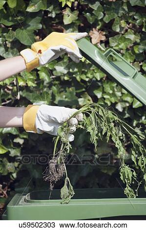 Stock Image - Woman holding weed over garbage bin. Fotosearch