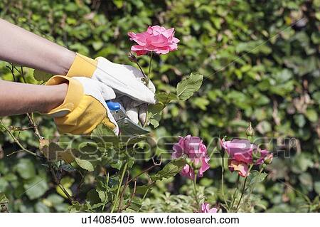 Stock Photography - Woman using pruning shears for cutting rose. Fotosearch