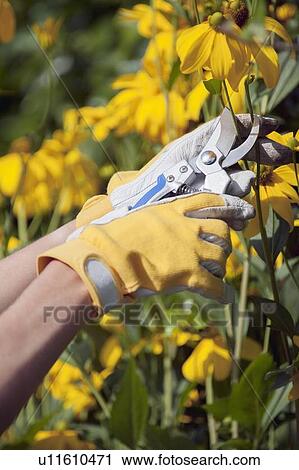 Woman using pruning shears View Large Photo Image Stock Image - Woman using pruning shears. Fotosearch