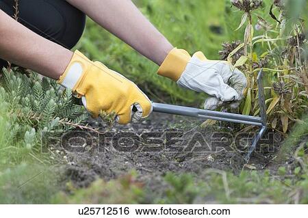 Stock Photograph - Woman weeding. Fotosearch