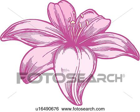 Purple lily Design Ornament View Large Clip Art Graphic Clip Art - Purple lily Design Ornament. Fotosearch