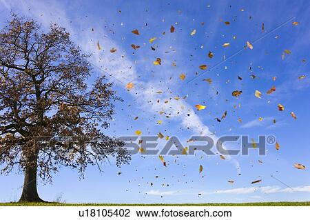 Stock Image - Autumn leaves flying in rural field. Fotosearch
