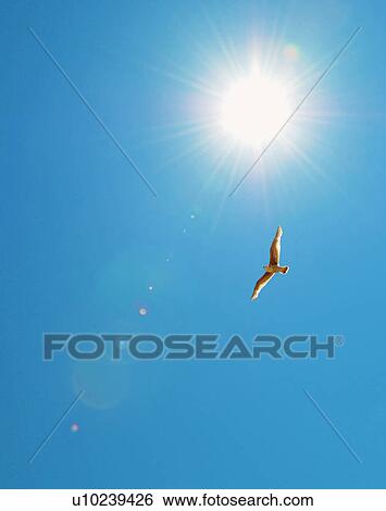 Stock Photograph - Bird flying in blue sky. Fotosearch