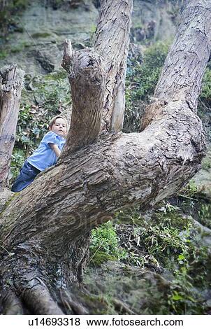 Boy climbing bare tree in forest View Large Photo Image Stock Photo - Boy climbing bare tree in forest. Fotosearch
