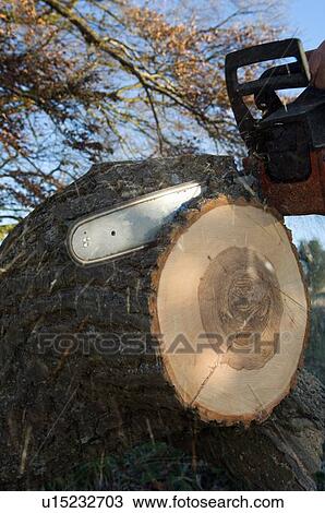 Close up of chainsaw cutting log View Large Photo Image Stock Image - Close up of chainsaw cutting log. Fotosearch