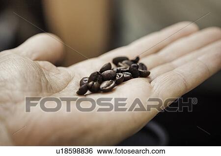 Stock Photograph - Close up of hand holding coffee beans. Fotosearch