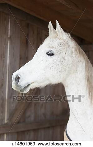 Stock Photo - Close up of horses face in barn. Fotosearch