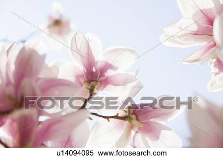 Close up of pink flowers View Large Photo Image Stock Photography - Close up of pink flowers. Fotosearch