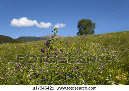 Stock Photography - Close up of purple flower in rural field. Fotosearch