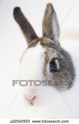 Close up of rabbits face View Large Photo Image Stock Image - Close up of rabbits face. Fotosearch