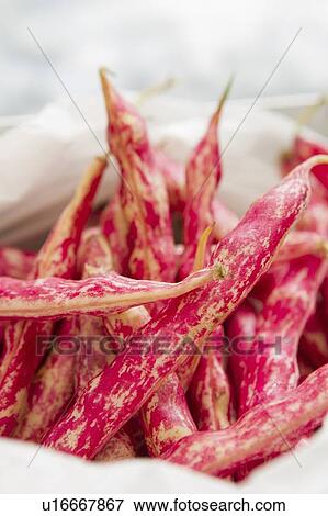 Close up of wrens egg beans View Large Photo Image Stock Photo - Close up of wrens egg beans. Fotosearch