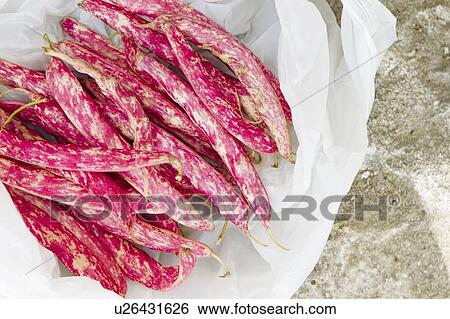 Close up of wrens egg beans View Large Photo Image Stock Photograph - Close up of wrens egg beans. Fotosearch