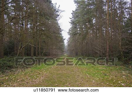 Dirt road in forest View Large Photo Image Stock Image - Dirt road in forest. Fotosearch