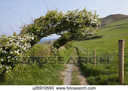 Flowering tree over rural dirt road View Large Photo Image Stock Image - Flowering tree over rural dirt road. Fotosearch
