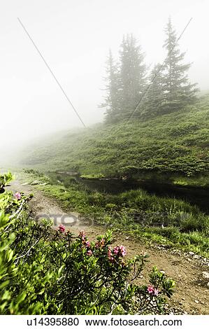 Stock Image - Fog rolling over rural dirt path. Fotosearch