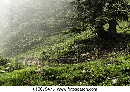 Fog rolling over rural dirt path View Large Photo Image Stock Photography - Fog rolling over rural dirt path. Fotosearch