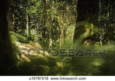 Forest path viewed through leaves View Large Photo Image Stock Photo - Forest path viewed through leaves. Fotosearch