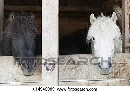 Horses leaning over stable doors View Large Photo Image Stock Photo - Horses leaning over stable doors. Fotosearch