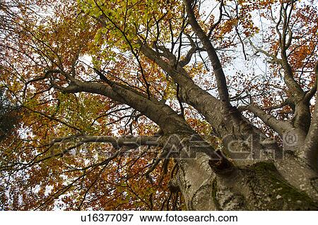 Low angle view of autumn tree View Large Photo Image Stock Photo - Low angle view of autumn tree. Fotosearch