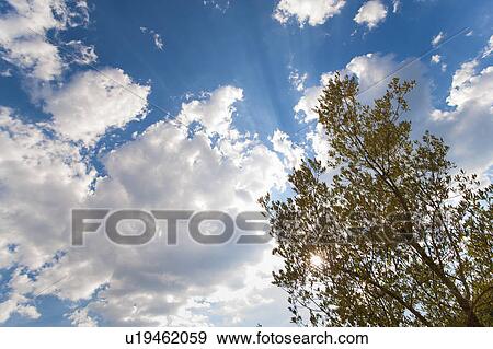 Stock Photo - Low angle view of cypress tree. Fotosearch