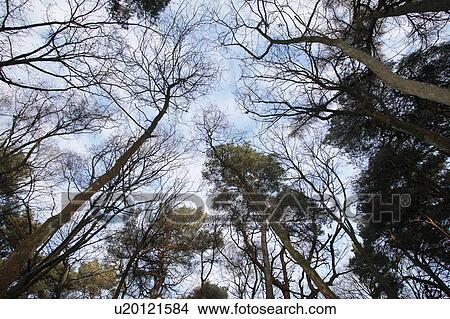Picture - Low angle view of trees against sky. Fotosearch