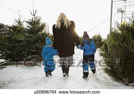 Picture - Mother and sons choosing Christmas tree. Fotosearch