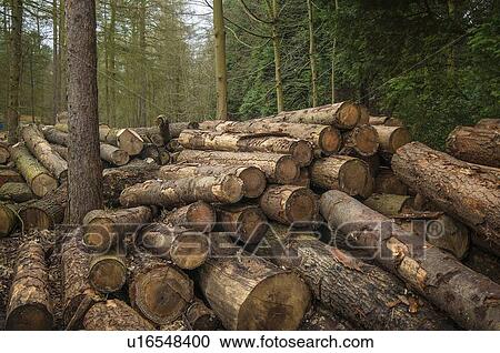 Stock Image - Pile of cut logs in forest. Fotosearch