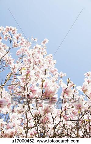 Pink blossoms growing on trees outdoors View Large Photo Image Stock Image - Pink blossoms growing on trees outdoors. Fotosearch