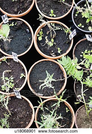 Stock Image - Potted plants in nursery. Fotosearch