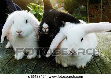 Picture - Rabbits sitting on wooden deck. Fotosearch