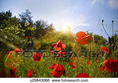 Stock Photograph - Red flowers growing in field. Fotosearch