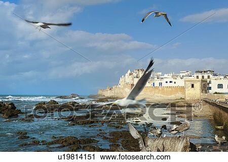 Stock Image - Seagulls flying over rocky beach. Fotosearch