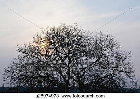 Stock Image - Sun rising over bare tree. Fotosearch