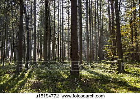 Sun shining through bare trees in forest View Large Photo Image Stock Image - Sun shining through bare trees in forest. Fotosearch